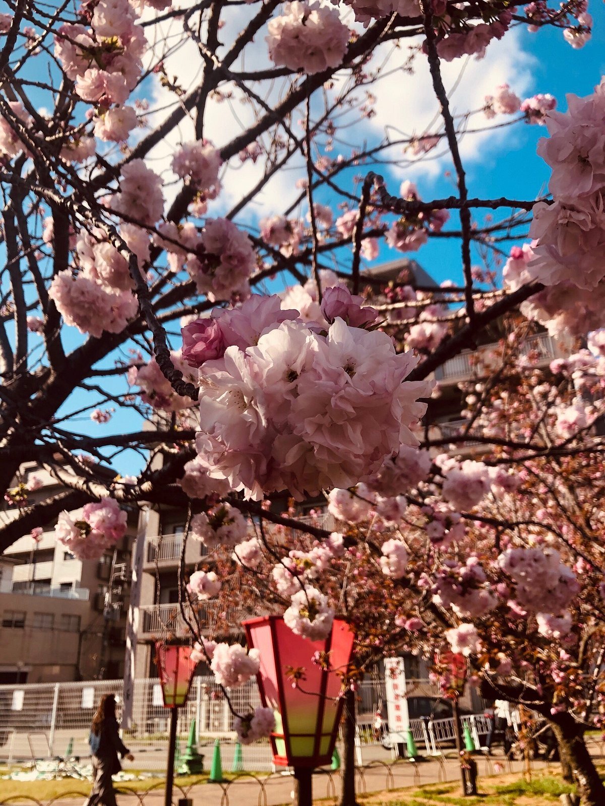 🌸 조폐국 본국 이미지 5